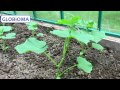 ГЛОБИОМА Биота Макс - Восстановление почвы. Средства защиты растений. Биофунгицид, СЗР.