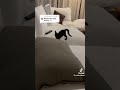 Cute Kitty