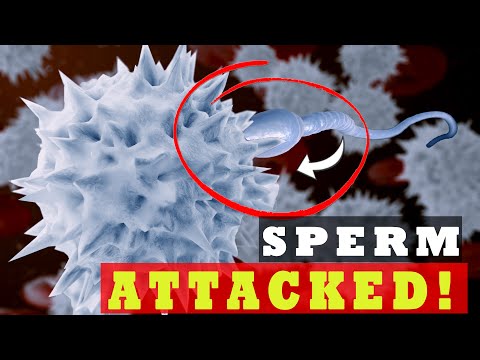 Are Sperm Attacked by Woman’s Immune System Inside the Body? -  EXPLAINED!