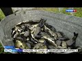 Поможет очистить от водорослей: в Шершневское водохранилище выпустили 1,5 тонны рыбы