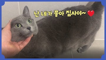 러시안블루 고양이가 집사를 좋아하면 보여주는 귀여운 행동들