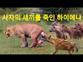 출산중인 암사자/ 사자새끼를 죽인 하이에나 Mother Lion Sacrifices Herself To Save Her Cubs From A Pack Of Hyena [황정희TV]