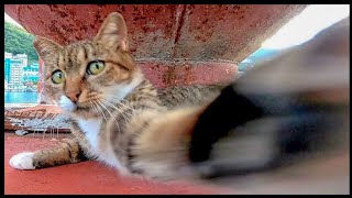 港の野良猫にそ～っと近づいてみたら猫パンチされた