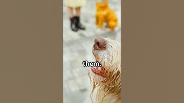 Why Dogs Have Wet Noses