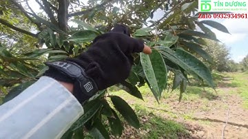 Lắp đặt béc phun thuốc tự động cho Sầu Riêng ở Cai Lậy, Tiền Giang. TÍN DƯƠNG 0932934961