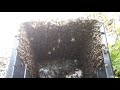 They just wanted a home...... Part 1 in description 🐝