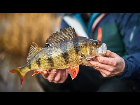 Video: Vinter Fiskeri Tricks. Hvordan Man Bringer En Aborre. Vejret Er Ikke En Hindring