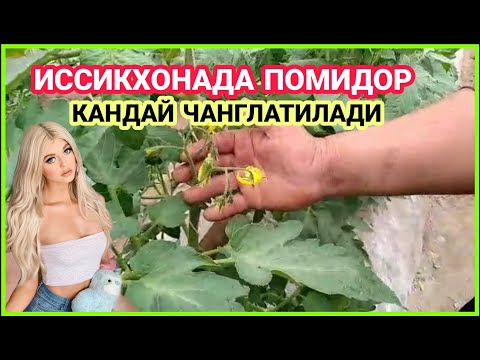 Video: Pomidor O'sadigan Konveyer Agrotexnikasi