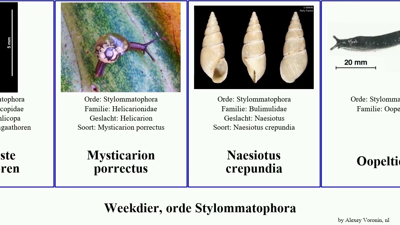 Weekdier, orde Stylommatophora zwarte pan josh augusta mollusca striata barri faustina argentea