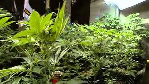 The Union: The Business Behind Getting High (2007)