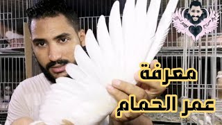 طريقه معرفه عمر الحمام واتعلم تعد الريش اللي عليهم