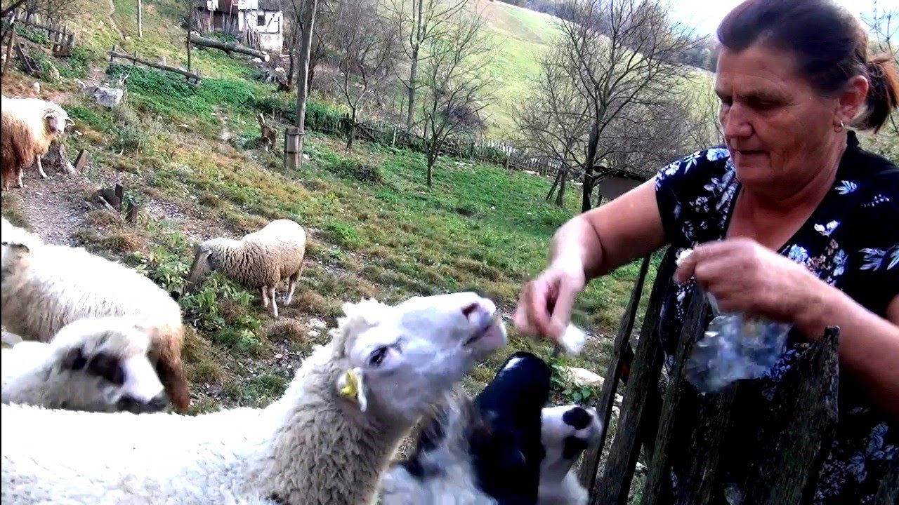 Nema naroda,vratili se na selo proizvode zdravu hranu al' da nije dodatih primanja...