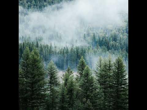 лесной олень::текст песни - YouTube
