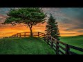 Relaxing Nature Sounds Singing Birds Ambience for Deep Sleep, Relaxation, Focus, Study