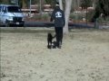 Hunting Labrador Retriever - Puppy Drills