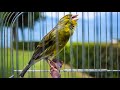 Powerful Canary 's song for training in a beautiful garden