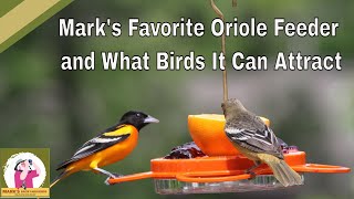 Mark's Favorite Oriole Feeder and What Birds Will They Attract?