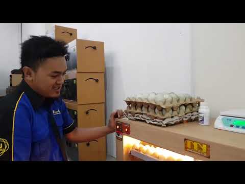 Tutorial Mesin Penetas Telur C AT di Isi Telur Bebek Penuh