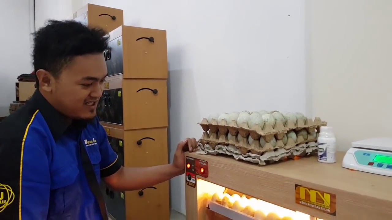 Tutorial Mesin Penetas Telur C200 AT di Isi Telur Bebek Penuh 