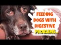 Managing Digestive Problems in Dogs: Causes, Symptoms, and Treatment