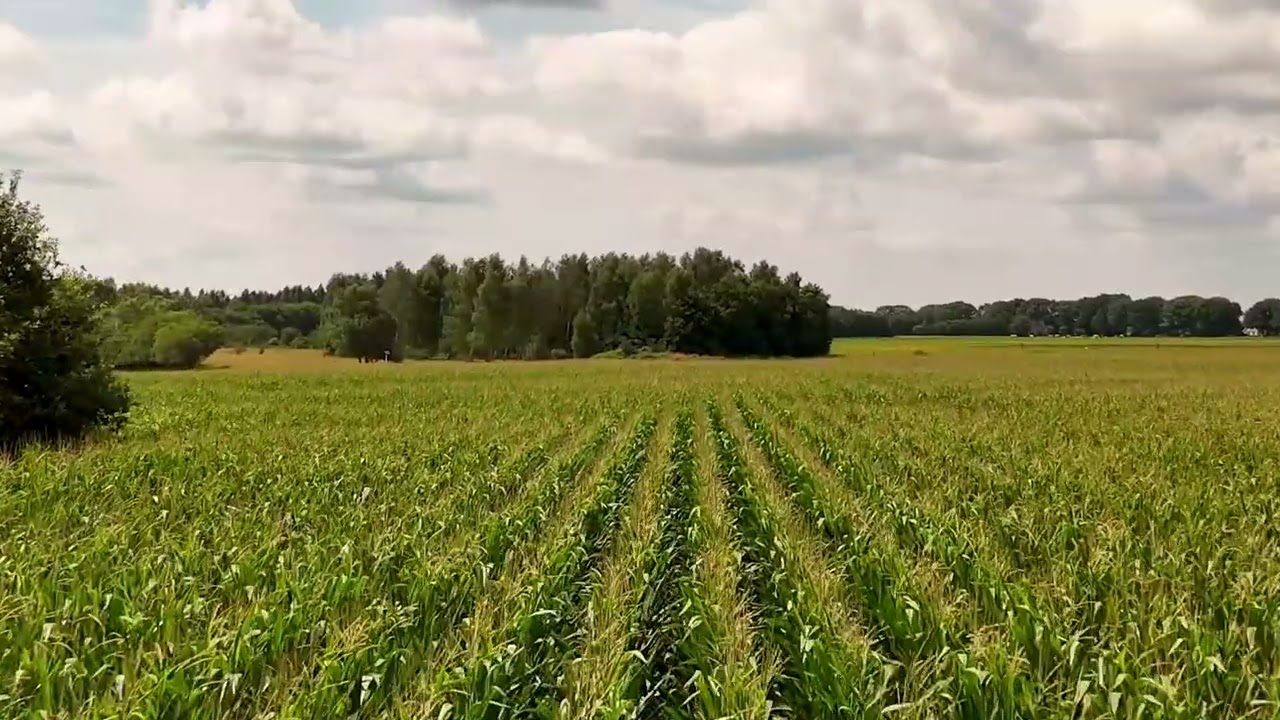 Marcos Juárez: Estados de los cultivos tras las copiosas lluvias