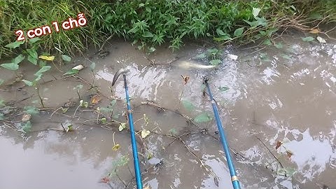 Chích trúng mánh cá lóc khi trên ruộng rút hết nước | kích cá miền tây 