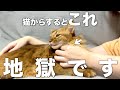 猫からすると辛すぎる飼い主のNG行動