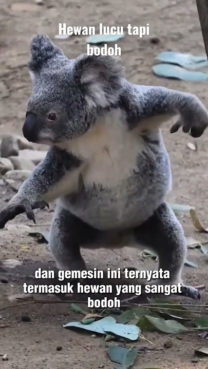 Koala hewan lucu tapi bodoh