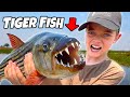 TIGER FISH! Kids catch monster fish in Africa!