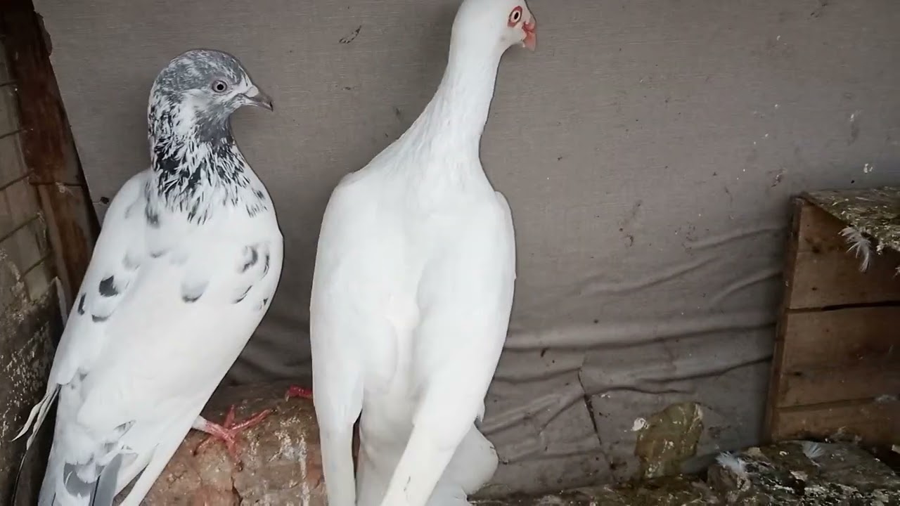 Resar kabutar number van sel ke liye