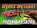 Phoenix rasbora boraras merah rare aquarium rasbora fish species profile  care guide