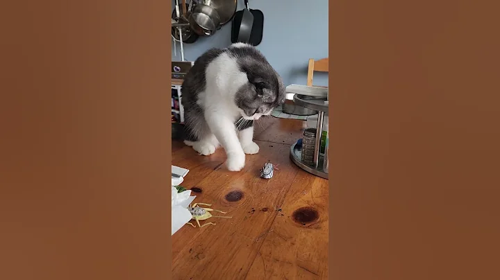 Video 9947611: scottishfold mainecoon, cat cutecat scottishfold