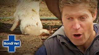 Pigs Nails Are So Overgrown They Can't Walk! | Bondi Vet