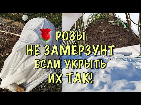 ХВАТИТ ТЕРЯТЬ РОЗЫ! Как ПРОСТО и НАДЁЖНО укрыть РОЗЫ НА ЗИМУ. ПОДРОБНАЯ ИНСТРУКЦИЯ