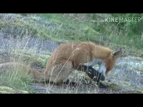 Fox,Red fox son,Fox son in jungle ،لومڑی،فوکس