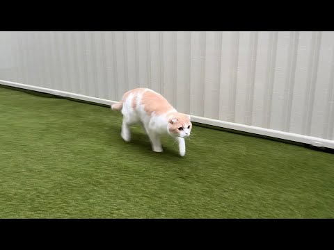 Mochimaru - YouTube