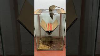 The Idea Of ​​Making A Top Homemade Mouse Trap Using A Glass Tank #Rat #Rattrap #Mousetrap #Shorts