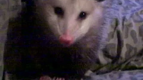 Everyone needs Vitamin C...even a possum!