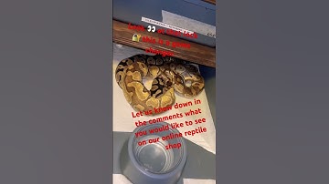Ball pythons 🐍 Breeding #livefeeding #crestedgecko #subscribe #gecko #animal #reptile #ballpython