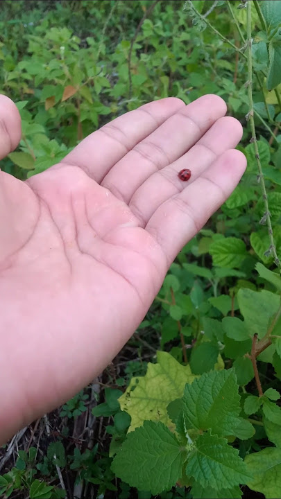 look, i caught a beautiful animal from Asia #animals #nature #insects #ladybug #shorts