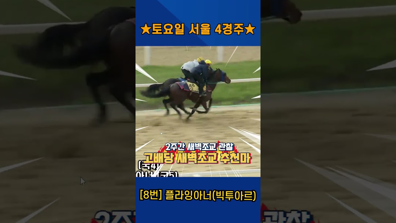 6월13일 토요일 서울 4경주!! 2주간 훈련보인 강백호의 새벽조교 쏘스마!!