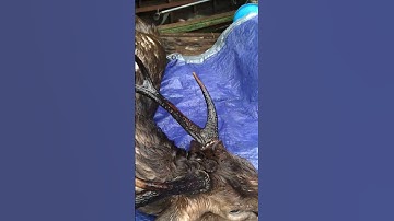 rusa dapat jrat di dalam hutan sungai sewi.
