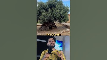 I Found the Oldest Tree in the World