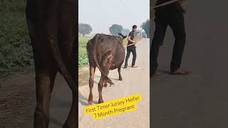 Jersey Heifer 7 Month Pregnant #dairyfarm #jerseycows #like #animals #farming #bihar #cowlover #cow