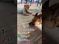 These adorable moments between babies and dogs will melt your heart 🥹#cutebaby #shorts #dogshorts