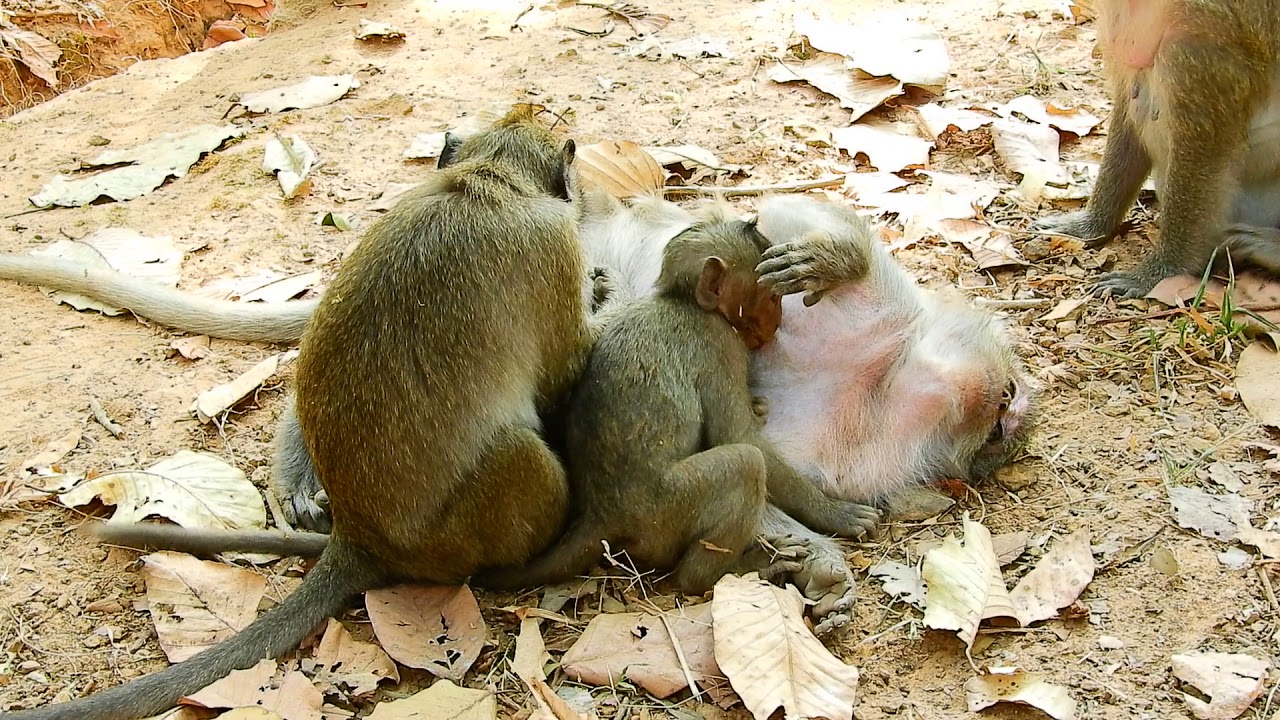 cute monkey pics brother's Timo finding louse to tima- But Timo want to play with brother don't want to find,