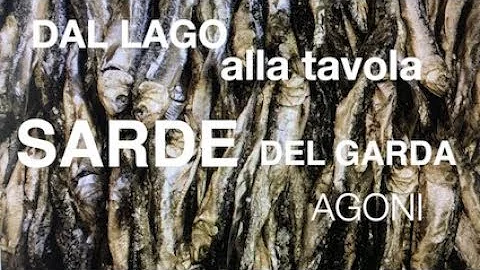 Quando si pescano le sarde sul lago di Garda?