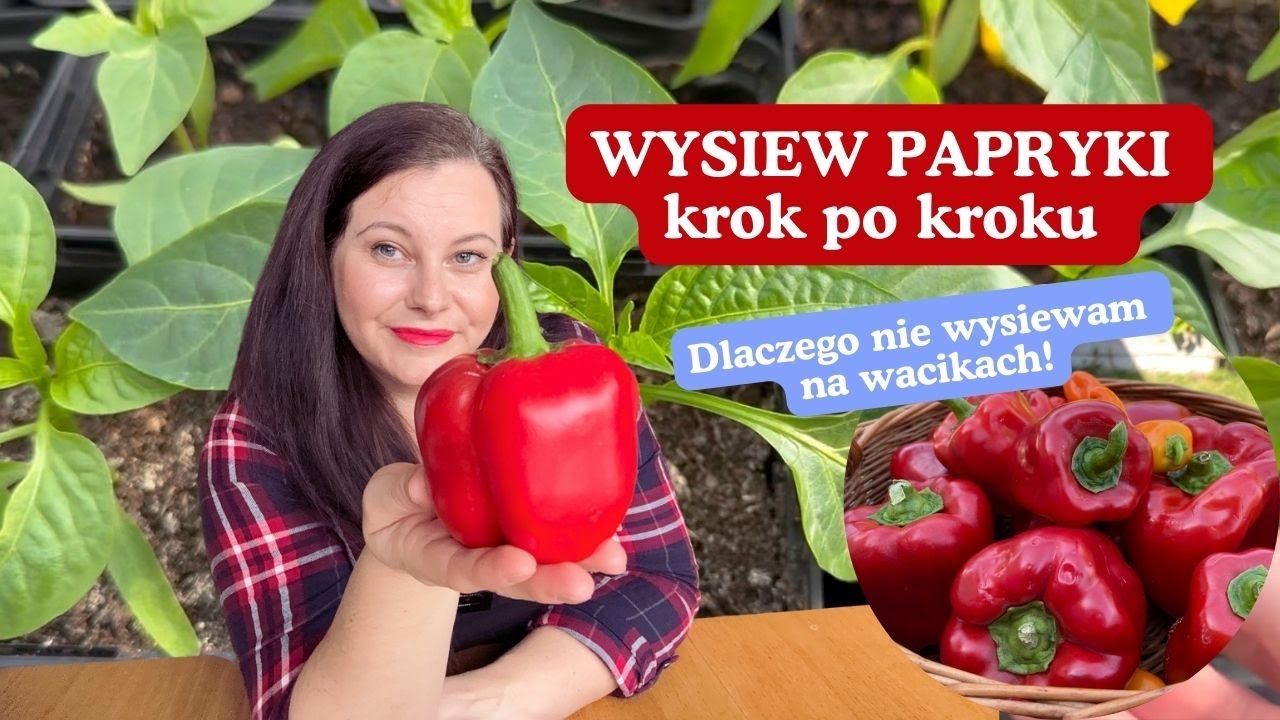 Wysiew papryki i bakłażana krok po kroku 🌶️ Dlaczego NIE sieję na wacikach? | MAMY Ogród
