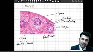 Spleen Dr Krishna S Patil Histology, Mbbs, Bds, Bpt, Nursing, Mlt, Paramedical, Premed