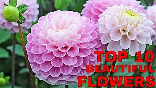 Top 10 Most Awesome Beautiful Flowers In The World